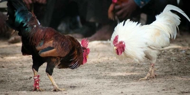 Một số quy định quyết định kết quả thắng thua trận dễ dàng