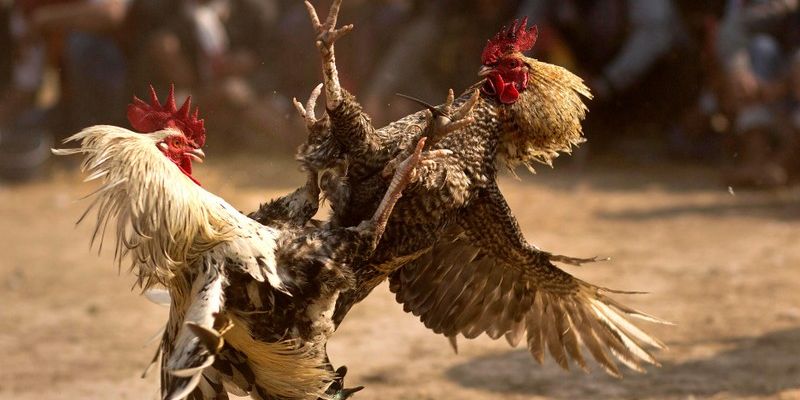 Giống gà đòn nổi bật với ngoại hình chắc nịch, khỏe mạnh