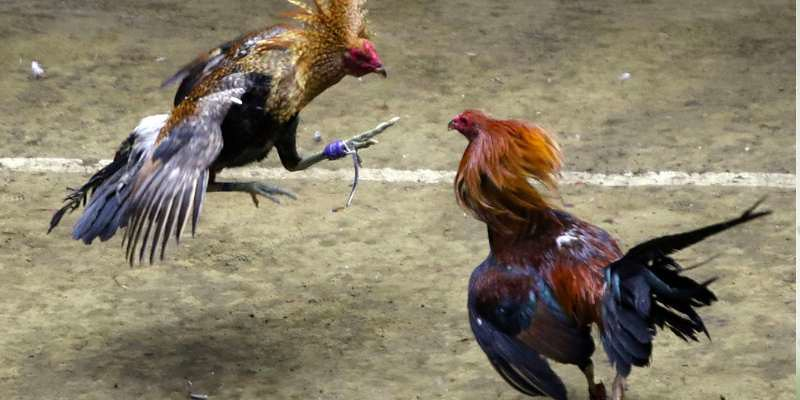 Quy định của ban tổ chức về giải đá gà đòn