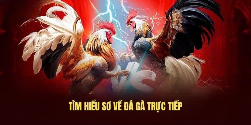 Tìm hiểu sơ về đá gà trực tiếp