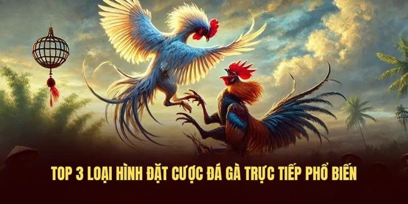 Top 3 loại hình đặt cược đá gà trực tiếp phổ biến
